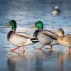 Haydel's Game Calls Inc. MP-05 Mallard Pack Featuring The Double Reed RL-99 Redleg Mallard Duck Call and The Single Reed SZ-05 Shizzle Duck Call view 4