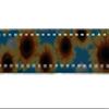 Country Brook Design - Sunflowers Reflective Polyester Webbing (1 Inch, 20 Yards) view 3