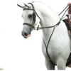 Victor Supreme Bob Hart Arabian Training Martingale | Designed with Leading Trainer Bob Hart | Adjustable for Ideal Fit | Converts to Training Fork | Quality Amish Craftsmanship view 3