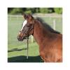 Schneiders Premier Leather Foal Halter for Horses - Weanling | Premium Grade A Leather | Designed for Growing Foals | Adjustable Curb for Customized Fit | Includes Grab Strap | Brass Plated Hardware view 3