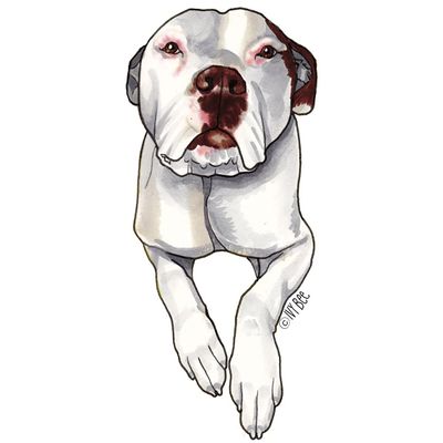 Ivybee Decals Adorable White Pit Bull Color Printed Vinyl Decal 2 Inches