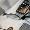 Fish Thumper with Plug (Thumper w 12V Plug and 36mo Warranty) view 2