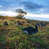 3 Dozen Shadow Series ; Economic Silhouette Goose Decoys view 4