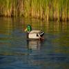 The Wadder Motion Duck Decoy view 3