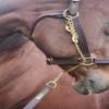 Tack Shack Leather Lead, Single ply, snap or 30 inch Chain, Lead Rope, Lead line, Quality Leather Lead, Brass Plate, Custom Lead Rope. (Brown and Brass Leather Lead with 30 Inch Shank) view 4