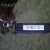 Tack Shack Leather Lead, Single ply, snap or 30 inch Chain, Lead Rope, Lead line, Quality Leather Lead, Brass Plate, Custom Lead Rope. (Black and Chrome Leather Lead with 30 Inch Shank) view 3