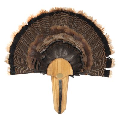 Allen Company EZ Mount Exhibition Turkey Fan & Beard Mounting Kit