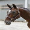 Dover Saddlery Suffolk Triple-Stitched Halter, Color: Brown, Size: Horse-F/S view 2
