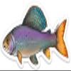 Arctic Grayling Decal Sticker - 20% Flows Back into Local Rivers view 1
