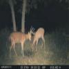 Muddy Morph outdoor AT&T Cellular Trail Camera 26MP, 1080p view 4