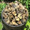 1000 Carat Lot Natural Rough Septarian (Raw Gemstone Specimen Lapidary) view 1