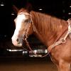 Circle Y Copper Sunflower Tooling Durable Versatile Western Horse Size Double Leather Ply Browband Headstall with Adjustable Strap | 35" - 43" Headstall Working Length view 4