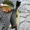 Aventik Fly Fishing Net Float Trout Landing Carbon Fiber Fishing Net Soft Rubber Clear Ghost Net Catch & Release(Green) view 3