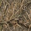 Mossy Oak Matte Camo Roll Hunting Patterns, Self-Adhesive Vinyl Wrap, DIY (24"x36", Shadowgrass Habitat) view 2