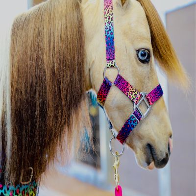 Star Point Horsemanship Rainbow Cheetah Halter (Rainbow Cheetah, X-Large Pony 40-48")