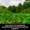 Domain Outdoor Big Sexy Food Plot Seed for Deer, 1/2 Acre, Turnip, Radish, Kale and Forage Rape, High Level of Nutrients & Protein to Support Antler Growth and Health, Fast Germination, Easy to Plant view 3