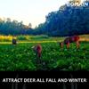 Domain Outdoor Big Sexy Food Plot Seed for Deer, 1/2 Acre, Turnip, Radish, Kale and Forage Rape, High Level of Nutrients & Protein to Support Antler Growth and Health, Fast Germination, Easy to Plant view 4