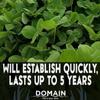 Domain Outdoor Comeback Kid Food Plot Seeds for Deer, Special Varieties of Clover & Alfalfa, Great to Plant in Spring, High Protein Forage, Year-Round Attraction, Lasts up to 5 Years, 1/2 Acre view 4