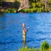 The Fly Fishing Place Adams Wulff Classic Trout Dry Fly Fishing Flies - Set of 6 Flies Size 14 view 3