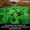 Domain Outdoor Bombshell Food Plot Seed for Deer, 1/2 Acre, Designed to Handle The Toughest Conditions, Quick Establishment - Ethiopian Cabbage, Forage Collards, Hybrid Forage Brassica, Forage Turnip view 3