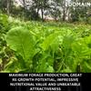 Domain Outdoor Bombshell Food Plot Seed for Deer, 1/2 Acre, Designed to Handle The Toughest Conditions, Quick Establishment - Ethiopian Cabbage, Forage Collards, Hybrid Forage Brassica, Forage Turnip view 4
