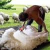 XYEJL Sheep Shearer Clipper, Goat Sheep Shears 690W Electric Wool Shear Large Animal Clippers for Sheep Alpaca Goat Cattle Farm Animals,Livestock Farm Supplier,DarkGreen-220V view 2