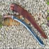 EGKH 30 Inch Panawal Sirupate Rust Free Kukri (Khukuri) - Traditional Kukri - Largest Khukuri - Sharpened view 3