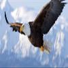 American Bold Eagle Perforated Decal 66x22 in view 2