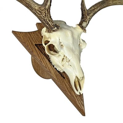 Arrowhead Shaped European Mount Deer Skull Plaque - NO Drilling Required (Dark Oak)