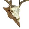 Arrowhead Shaped European Mount Deer Skull Plaque - NO Drilling Required (Dark Oak)