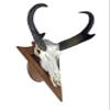 Arrowhead Shaped European Mount Deer Skull Plaque - NO Drilling Required (Dark Oak) view 2