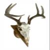 Arrowhead Shaped European Mount Deer Skull Plaque - NO Drilling Required (Light Oak) view 2