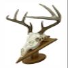 Arrowhead Shaped European Mount Deer Skull Plaque - NO Drilling Required (Light Oak) view 3