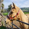 BlazingPaws Darlington Luxury Leather Horse Show Halter in Premium Bridle Leather with Soft Suede Leather Padding and Fancy Western Design (Full Size, Red/Black) view 4