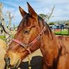 BlazingPaws Vibrania Leather Horse Halter in Two Tone Double Layer Super Soft Premium Distressed Leather with Solid Brass Hardware (Oversize, Cherry) view 2