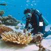 Underwater Writing Slate, Plastic Handwriting Plate Notebook Gear Board with Replaceable Pencil Tablet Dive Swivel Clip and Diving Communication Devices for Scuba Snorkeling Divers Fishing Swimming view 4
