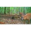 Wildgame Innovations Hunting Game Wildlife Outdoors 26 Megapixel Images HD Videos Wraith 2.0 Trail Camera, Lightsout view 2