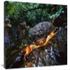 20 x 30 in. Short-Tailed Crab in Defensive Posture, Barro Colorado Island, Panama Art Print - Christian Ziegler view 1