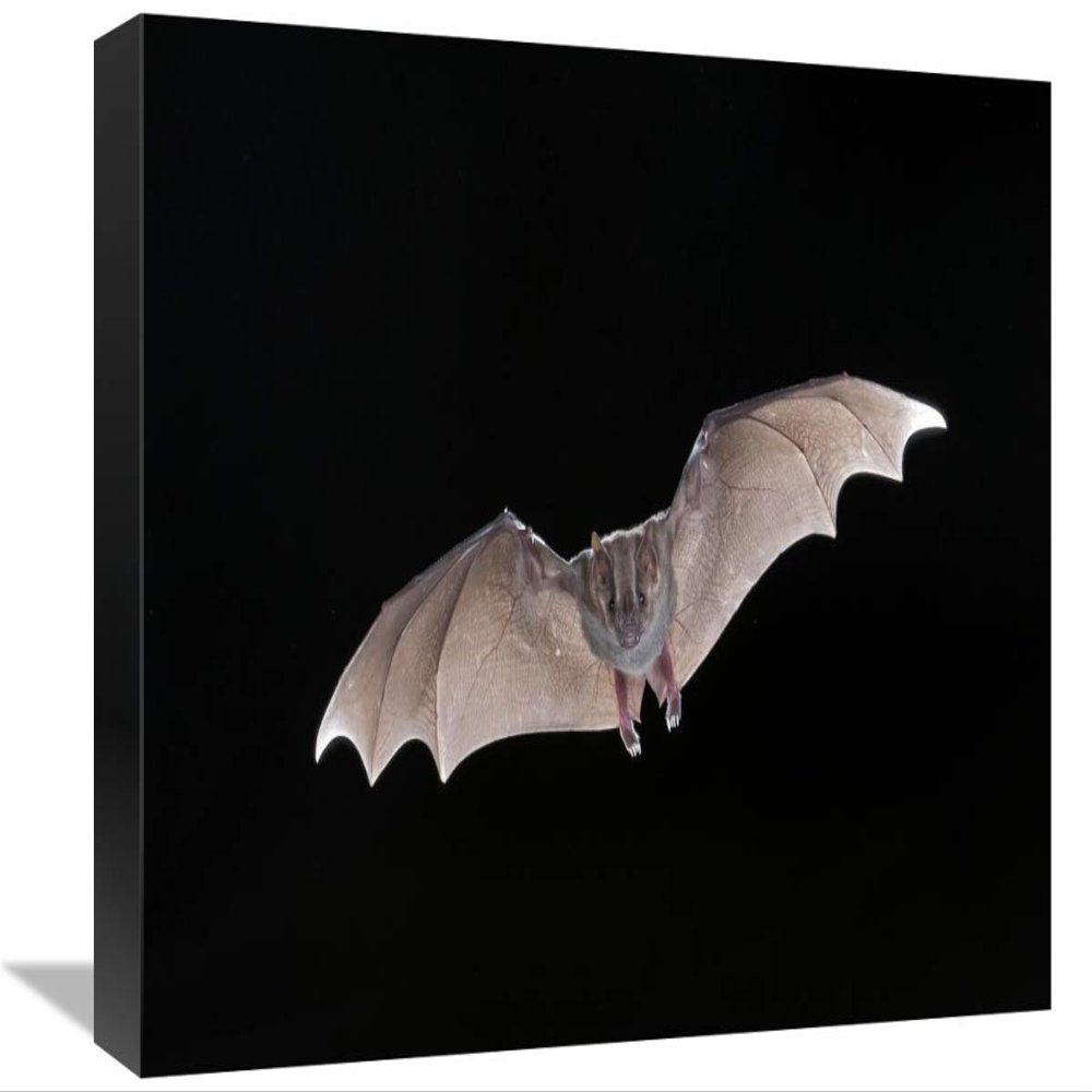 12 x 18 in. Jamaican Fruit-Eating Bat Flying, Michigan Art Print - Steve Gettle