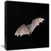 12 x 18 in. Jamaican Fruit-Eating Bat Flying, Michigan Art Print - Steve Gettle view 1