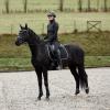 HORZE Adepto Quilted Quick-Dry Dressage Saddle Pad for Horses with Two-Tone Trim - Black - Pony view 4