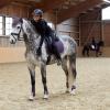 HORZE Adepto Quilted Quick-Dry Dressage Saddle Pad for Horses with Two-Tone Trim - Blackcurrant Purple - Horse view 4