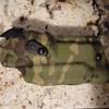 Dangerfield Arms TackGear Wrap Multicam Cordura Adhesive Wrap 500 Denier 12" x 12" Adhesive Back for kydex and Other Items (Multicam Tropic) view 4