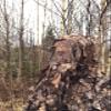 Titan 3D Leafy Suit Realtree Timber 2XL/3XL view 3