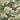 Time and Tru Women's Elbow Length Sleeve T-Shirt (Small,Green Camo),4-6