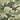 Time and Tru Women's Elbow Length Sleeve T-Shirt (Small,Green Camo),4-6 view 1