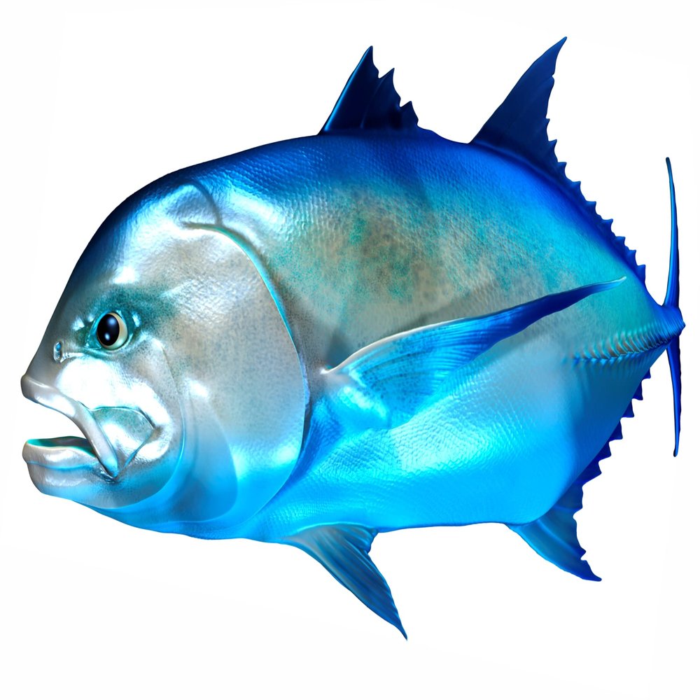 Giant Trevally Beautiful Fish Decal | Fishing Decal for Boat, Car, Vehicle, Truck Etc | Waterproof Vinyl Sticker | Many Sizes & Styles Available | 12" to 40" by Digital Fish Art (X-Large, Position 6)