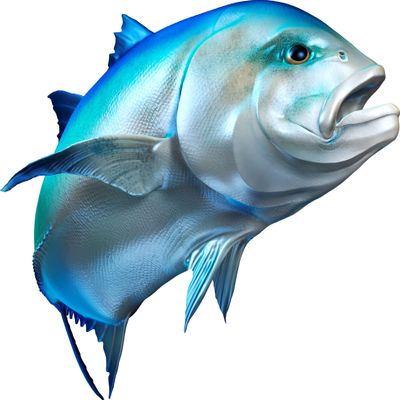 Giant Trevally Beautiful Fish Decal | Fishing Decal for Boat, Car, Vehicle, Truck Etc | Waterproof Vinyl Sticker | Many Sizes & Styles Available | 12" to 40" by Digital Fish Art (Large, Position 5R)
