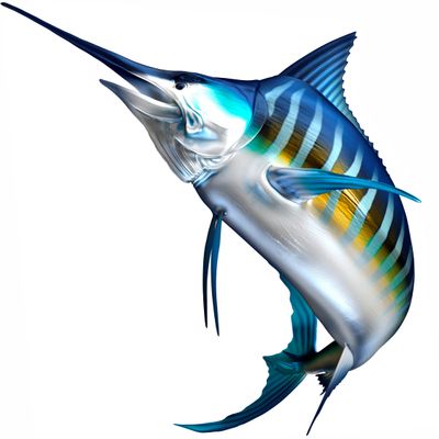 White Marlin Beautiful Fish Decal | Fishing Decal for Boat, Car, Vehicle, Truck Etc. | Waterproof Vinyl Sticker | Many Sizes & Styles Available | 12" to 40" by Digital Fish Art (X-Large, Position 4)