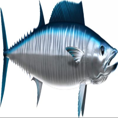 Wahoo Beautiful Fish Decal | Fishing Decal for Boat, Car, Vehicle, Truck Etc. | Waterproof Vinyl Sticker | Many Sizes & Styles Available | 12" to 40" by Digital Fish Art (X-Large, Position 4)